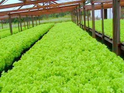 Seleção de genótipos de alface para a produção em sistema orgânico