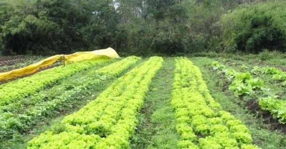 Produção orgânica de mudas de alface em Minas Gerais