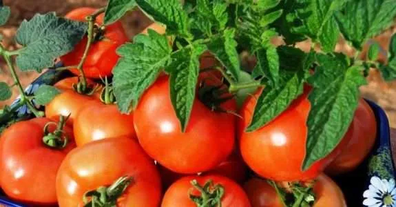 Identificação de cultivares de tomate adaptados ao cultivo agroecológico.