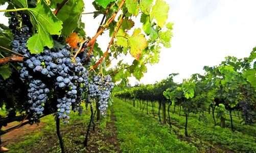 Bagaço de uva é reaproveitado por indústrias