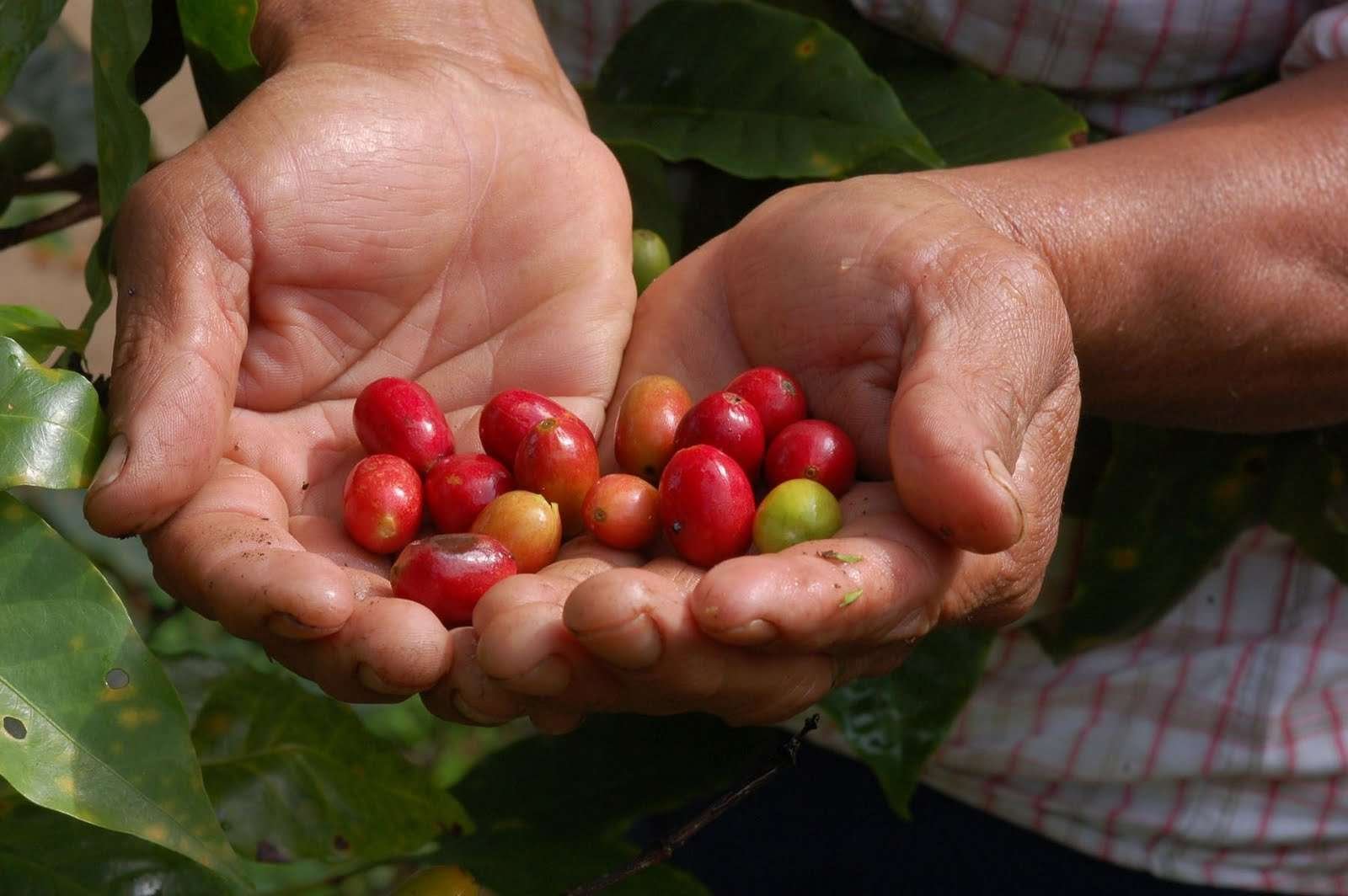 granos_cafe_organico_Joseph_Sorrentino_Comercio_Justo_Mexico