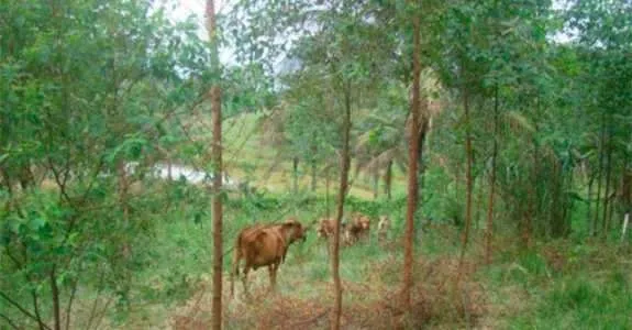 Presença de árvores é benéfica para a lavoura