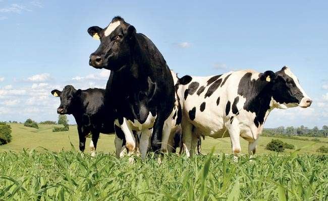 VACAS