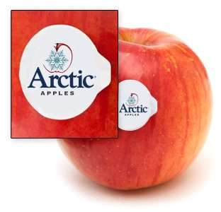 Maçã transgênica será testada nos EUA