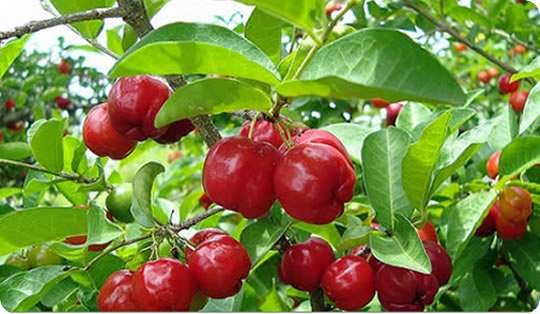 Acerola_tabuleiros