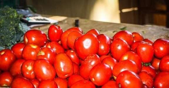 2ª Oficina “Tomates orgânicos combinam com trichodermas?” 2ª Oficina “Tomates orgânicos combinam com trichodermas?”