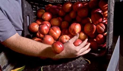 IFOAM realiza chamada para políticas governamentais de apoio à agricultura orgânica