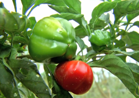 Com projeto, assentados passam a produzir produtos orgânicos em MT Com projeto, assentados passam a produzir produtos orgânicos em MT