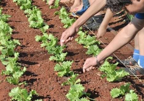 Avança o cultivo de orgânicos nas hortas escolares de Dourados (MS) Avança o cultivo de orgânicos nas hortas escolares de Dourados (MS)