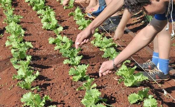 Escolas de Dourados adotam hortas orgânicas e alunos aprendem como produzir alimento saudável e livre de agrotóxicos – Foto: Chico Leite