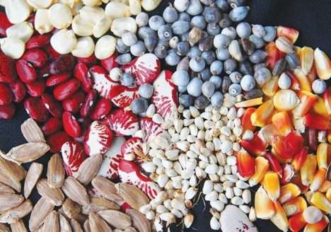 Comida ou veneno? Produção orgânica se viabiliza como garantia de segurança alimentar Comida ou veneno? Produção orgânica se viabiliza como garantia de segurança alimentar
