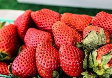 Cultivo elevado de morangos orgânicos