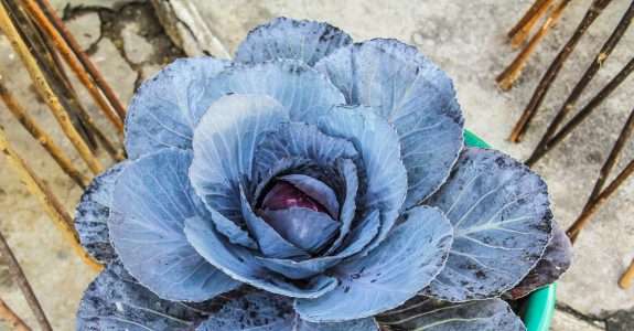 Idec lança campanha para incentivar consumo de orgânicos