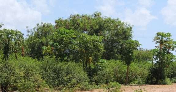 Tabuleiros litorâneos produzem alimentos orgânicos e trazem desenvolvimento para o Piauí