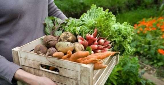 Exportações de orgânicos do Brasil cresceram 15% em 2015, diz entidade