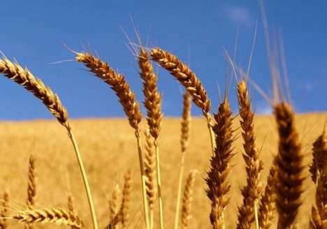 FAO pede práticas mais sustentáveis para assegurar produção futura de cereal FAO pede práticas mais sustentáveis para assegurar produção futura de cereal