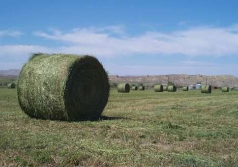Novo estudo do USDA prova que estava errado sobre a GE alfafa transgênica Novo estudo do USDA prova que estava errado sobre a GE alfafa transgênica