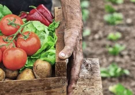Alimentos orgânicos são comprovadamente mais saudáveis Alimentos orgânicos são comprovadamente mais saudáveis