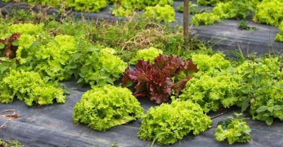 Está disponível edital que reforça a política de Agroecologia e de Sistemas Orgânicos de Produção