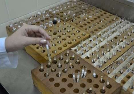 Fungos e bactérias fazem plantas crescerem mais Fungos e bactérias fazem plantas crescerem mais