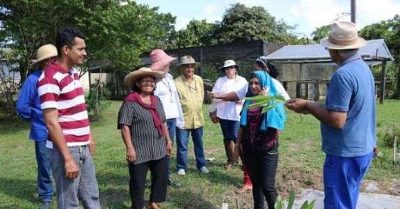 Agricultores orgânicos de cupuaçu conhecem plantios da Embrapa Agricultores orgânicos de cupuaçu conhecem plantios da Embrapa