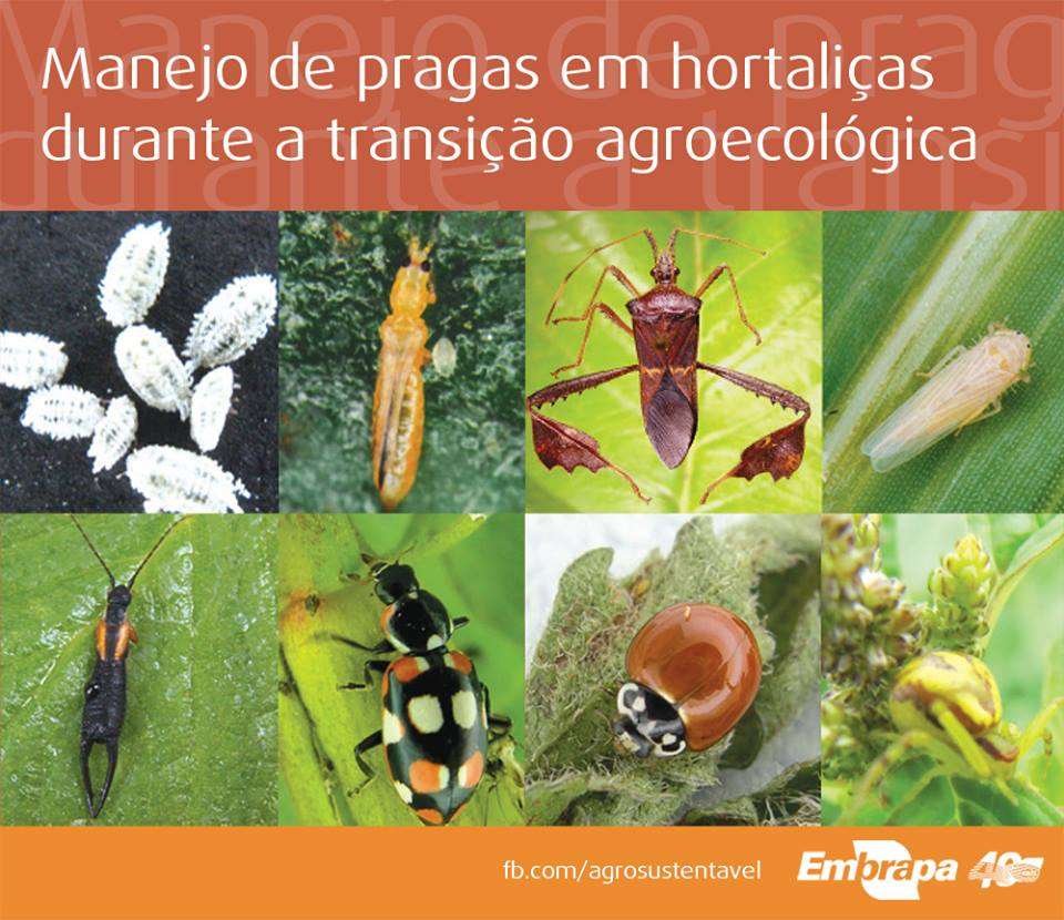 foto: Embrapa