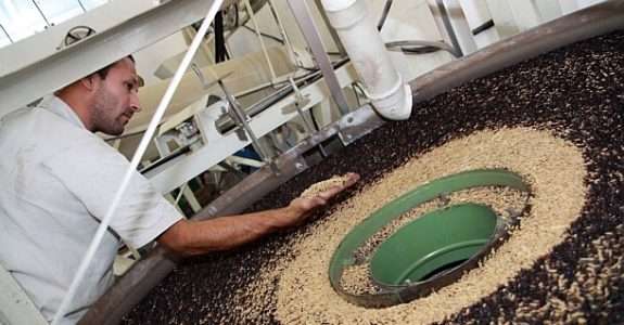 Potencial de consumo e facilidade no controle de pragas estimula cultivo de arroz orgânico no RS