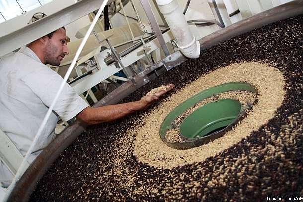 Ao todo, 502 produtores cultivam arroz orgânico no Rio Grande do Sul, o equivalente a 4,5% dos 11 mil arrozeiros Foto: Camila Domingues / Palácio Piratini,Divulgação