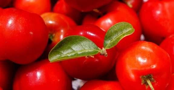 CE – Cresce o cultivo de acerola orgânica para exportação