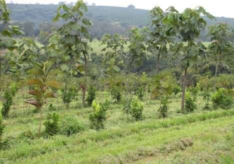 Fazenda mostra viabilidade da agrossilvicultura de grande escala Fazenda mostra viabilidade da agrossilvicultura de grande escala