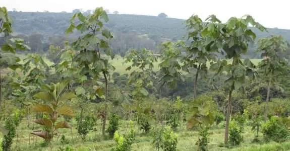 Fazenda mostra viabilidade da agrossilvicultura de grande escala