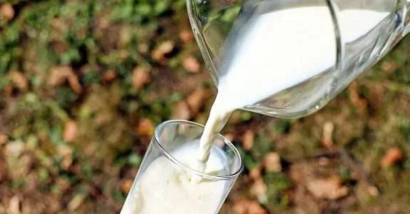 Como manter a produtividade na pecuária leiteira orgânica