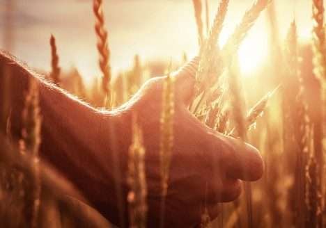 Na Biocontrol Latam 2016 Nufarm apresenta bioinseticidas Na Biocontrol Latam 2016 Nufarm apresenta bioinseticidas