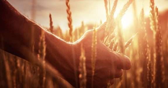 Na Biocontrol Latam 2016 Nufarm apresenta bioinseticidas