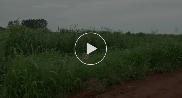 video-organicos