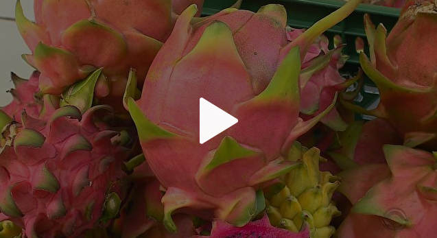 video-pitaya