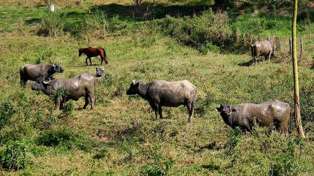 fazenda-alliança-agroecológica