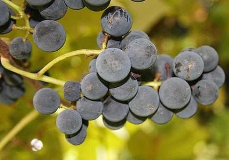 Como a Francesa Anne Bousquet Revolucionou o Mercado do Vinho Orgânico na Argentina