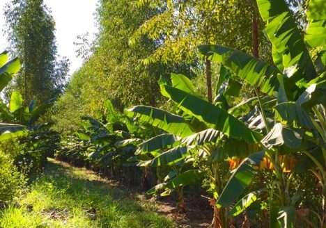 A utilização de culturas mistas na Fazenda da Toca A utilização de culturas mistas na Fazenda da Toca