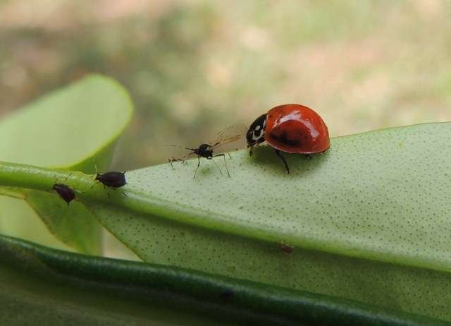 Foto: Sylvia Wachsner