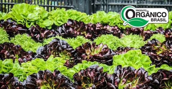 Briga bilionária opõe alimentos orgânicos e hidropônicos