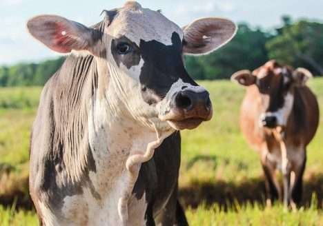O aumento das vendas de carnes orgânicas nos Estados Unidos O aumento das vendas de carnes orgânicas nos Estados Unidos
