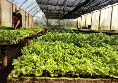 Vila Yamaguishi: agricultura natural na região de Campinas