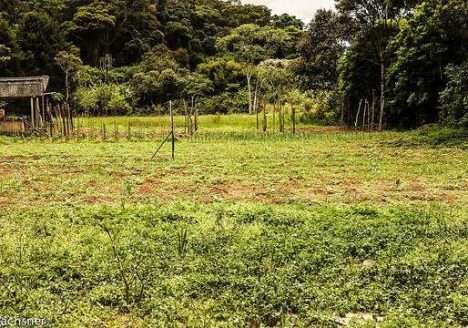 As certificações Rainforest Alliance e Beef on Track prometem impulsionar o agro brasileiro no mercado global