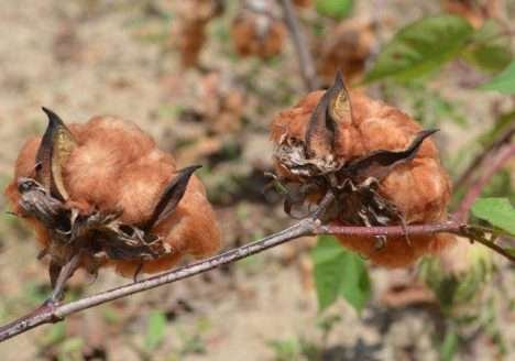 Produção de algodão orgânico e agroecológico Produção de algodão orgânico e agroecológico