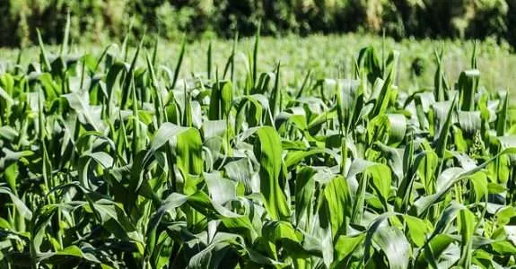Cultivo orgânico de milho verde em sistema plantio direto na palhada de diferentes espécies de plantas de cobertura do solo Cultivo orgânico de milho verde em sistema plantio direto na palhada de diferentes espécies de plantas de cobertura do solo