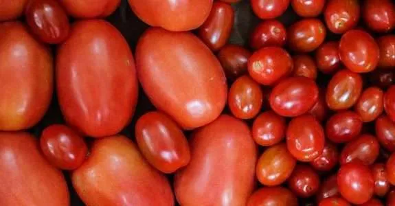Variedade de tomate para sistema orgânico Variedade de tomate para sistema orgânico