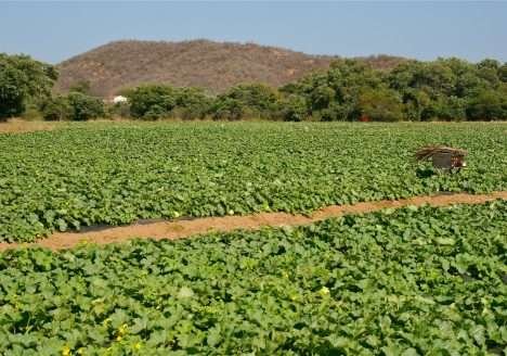 Oficinas em Manejo de Pastagem Ecológica Oficinas em Manejo de Pastagem Ecológica