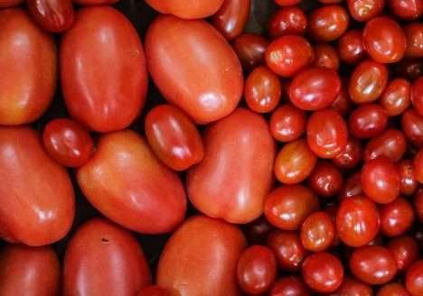 Tomate orgânico: conteúdo nutricional e a opinião do consumidor Tomate orgânico: conteúdo nutricional e a opinião do consumidor
