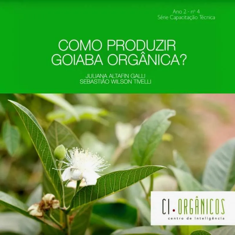 Como produzir goiaba orgânica?